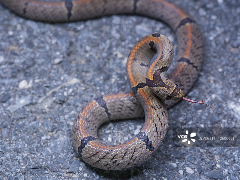 蛇 毒蛇图片素材