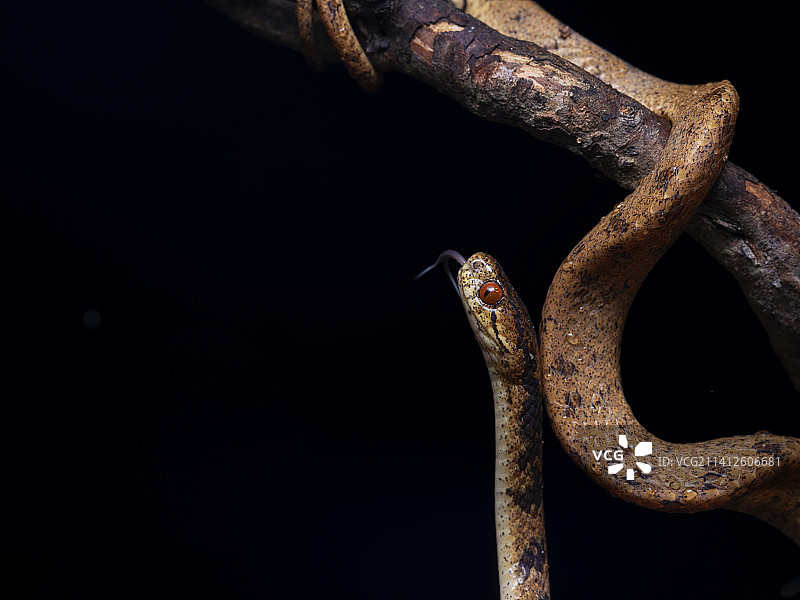 蛇 毒蛇图片素材