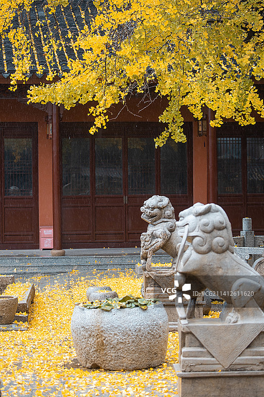 雨中寺庙的银杏树，雨中皇宫内的银杏树，江阴市东岳庙图片素材