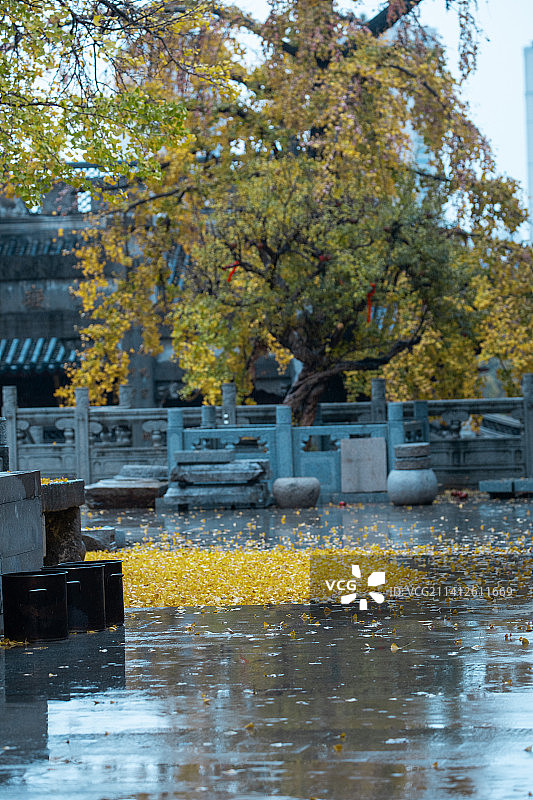 雨中寺庙的银杏树，雨中皇宫内的银杏树，江阴市东岳庙图片素材