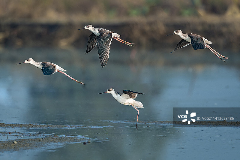 长脚鹬图片素材