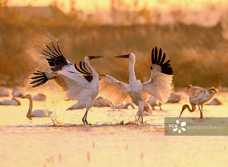 白鹤争雄-1图片素材
