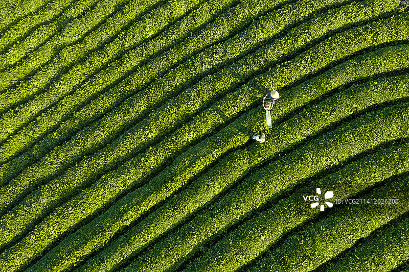 航拍茶园图片素材