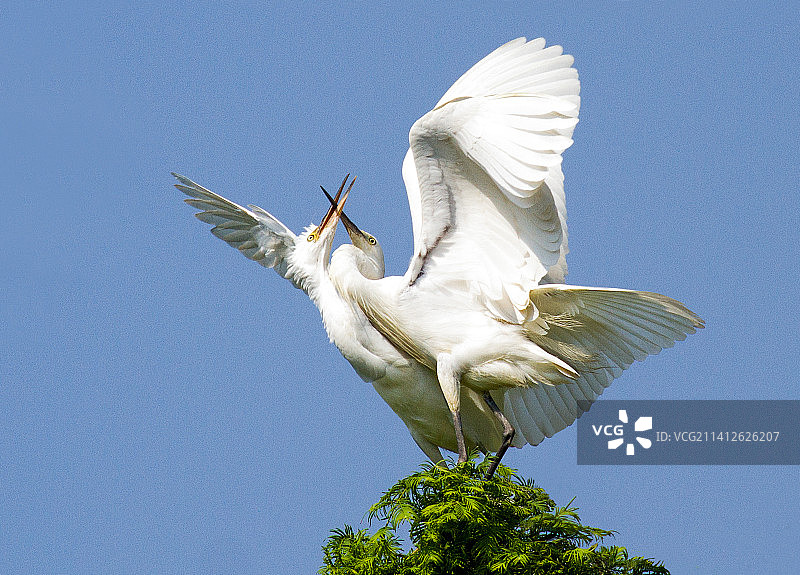 亲蜜无暇@白鹭图片素材