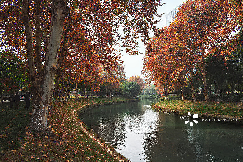 成都沙河公园驷马桥段秋天的梧桐树图片素材