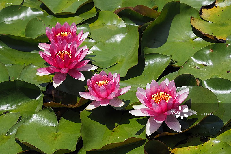 云南省澄江市月亮湾公园内怒放的睡莲图片素材