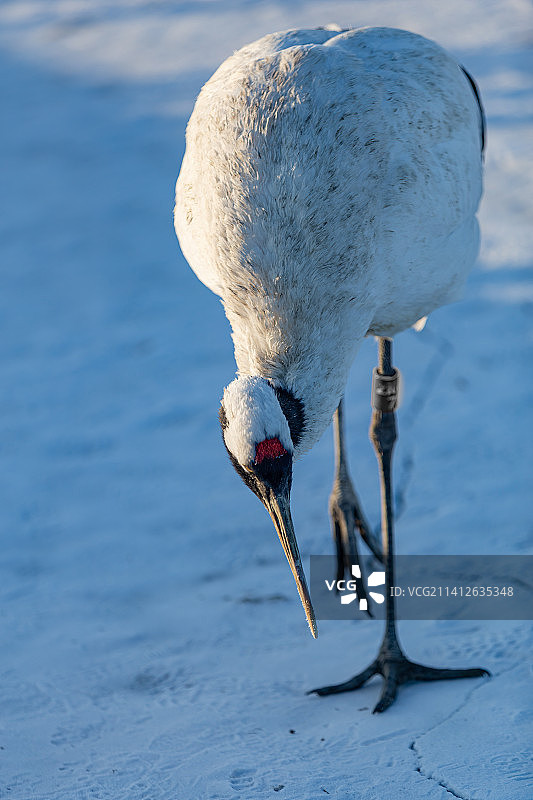 丹顶鹤图片素材