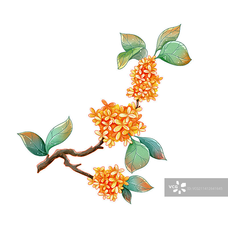 中国风十二花令桂花图片素材