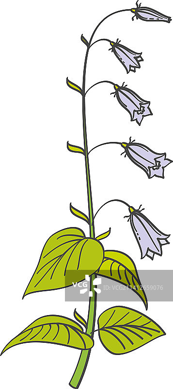 蓝色风铃草植物图片素材