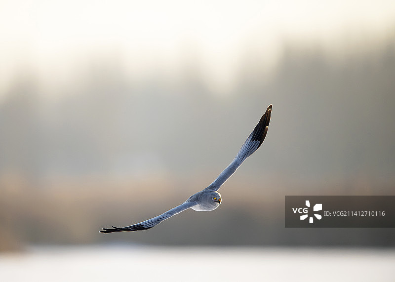 冰天雪地中的白尾鹞图片素材