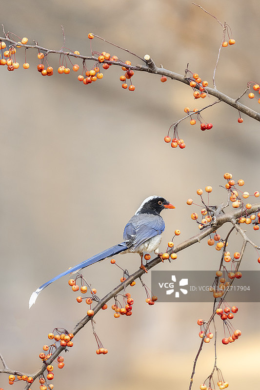 红嘴蓝鹊与海棠图片素材