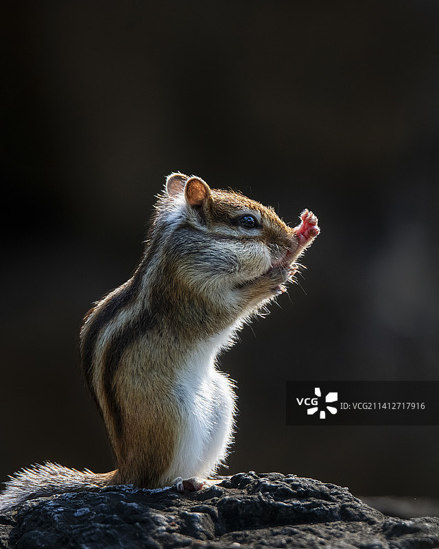 花栗鼠图片素材