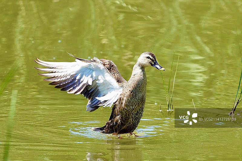 鸟类摄影图片素材