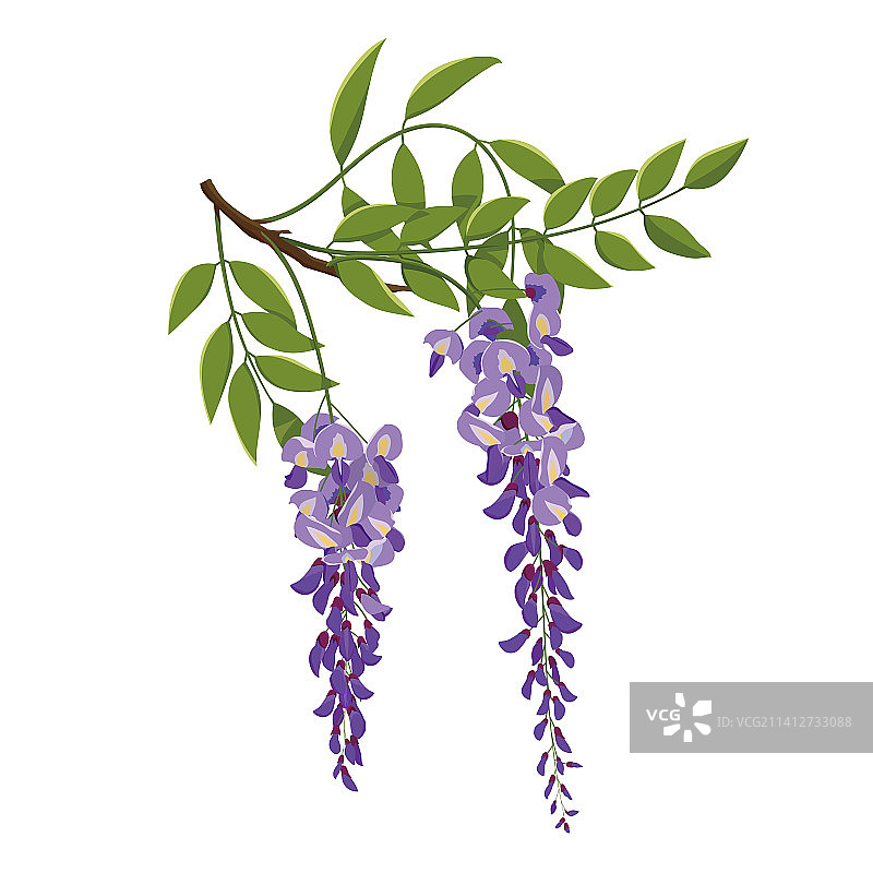 矢量紫藤花素材图片素材