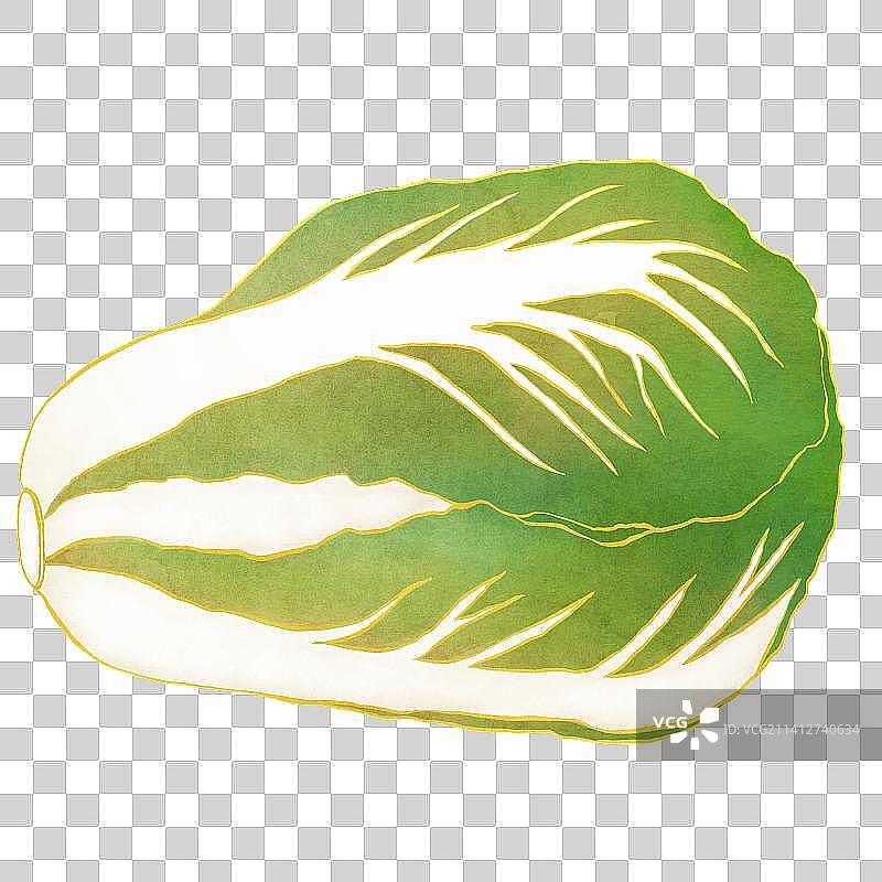 中国风大白菜图片素材