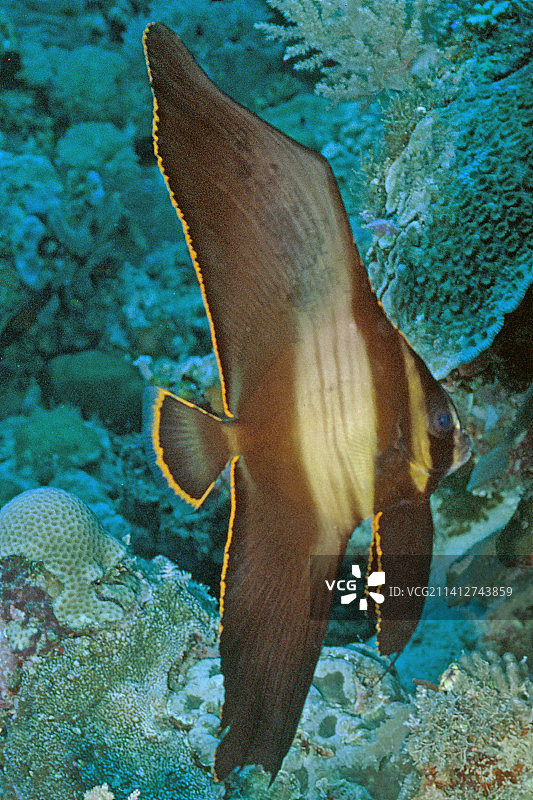 幼年燕鱼图片素材