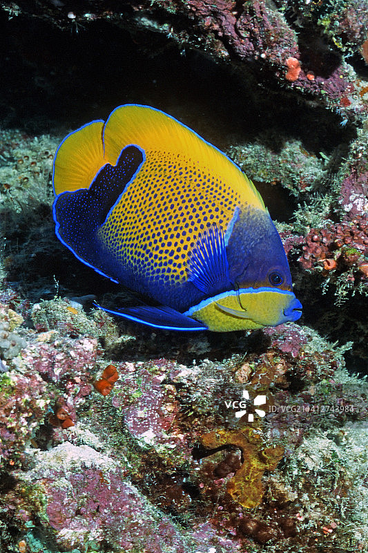 蓝带神仙鱼图片素材