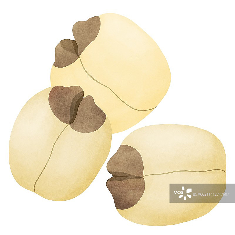 写实手绘莲子特写图片素材