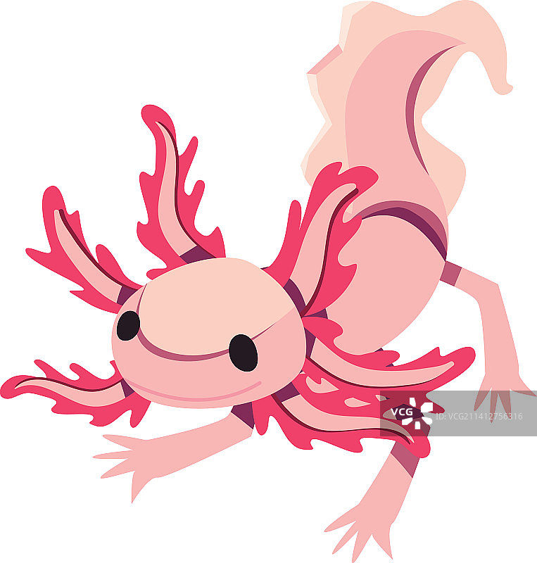 扁平风格美西螈图片素材