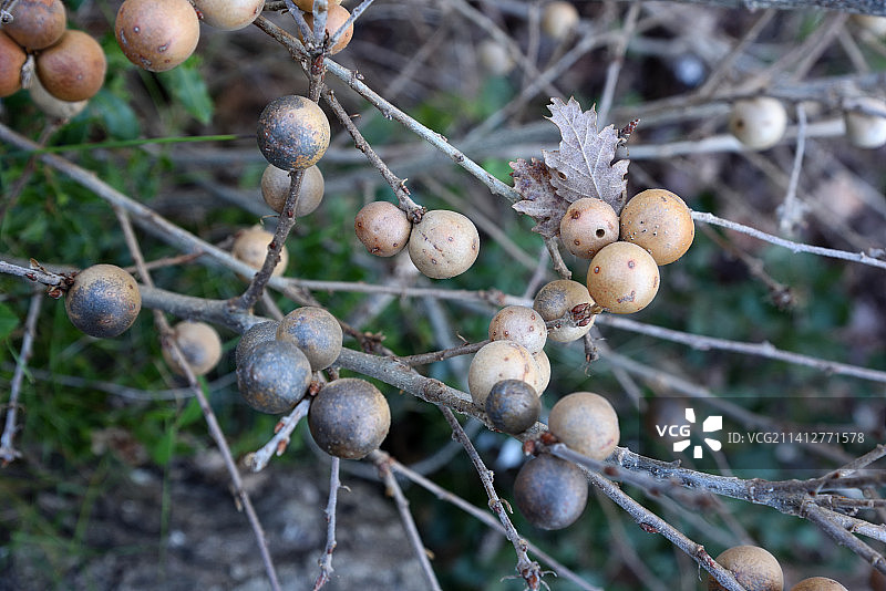 橡树上的圆形橡瘿图片素材