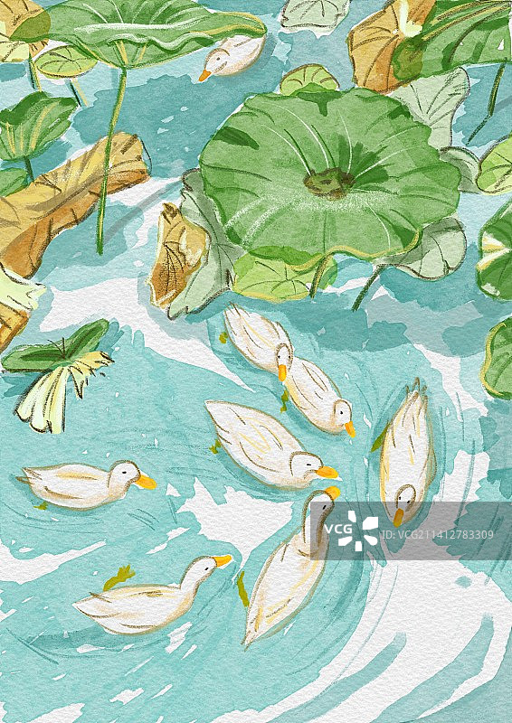 一群鸭子在公园的荷花池里嬉戏图片素材