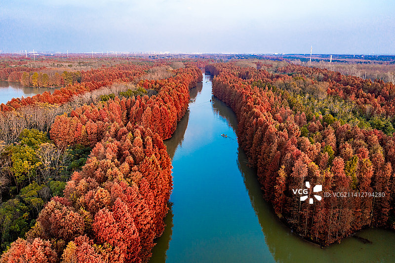 秋季航拍上海奉贤海湾国家森林公园落羽杉红杉林带图片素材