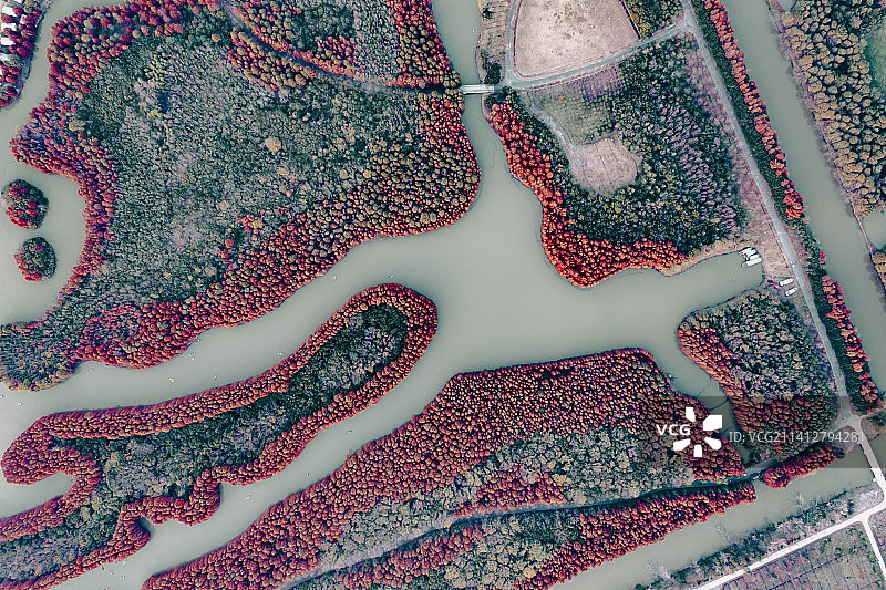 秋季航拍上海奉贤海湾国家森林公园落羽杉红杉林带图片素材