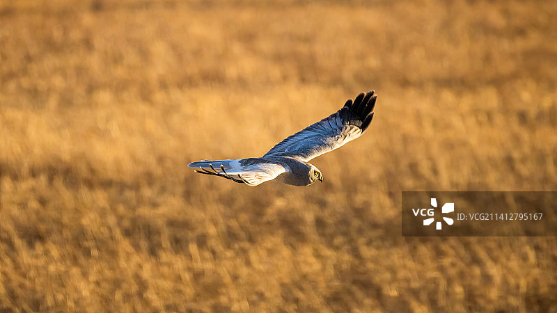 野鸭湖湿地公园的“主人”---白尾鹞图片素材
