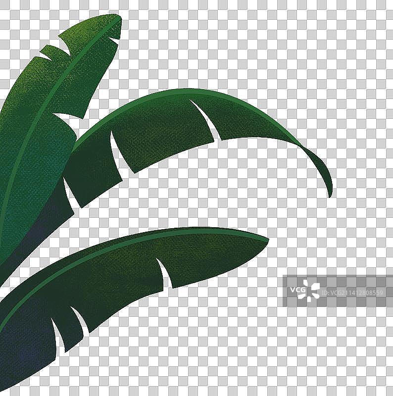芭蕉叶图片素材