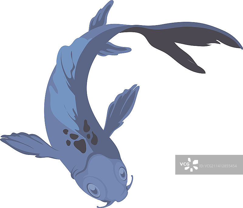 蓝色锦鲤鱼图片素材