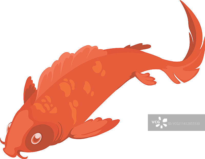 红色锦鲤图片素材