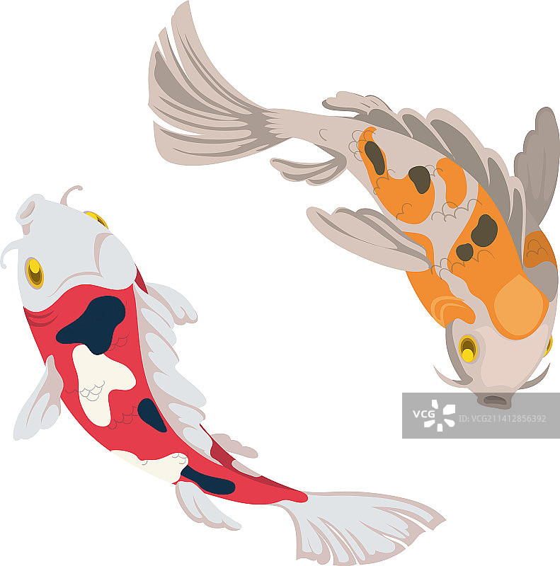 一对鲤鱼图片素材