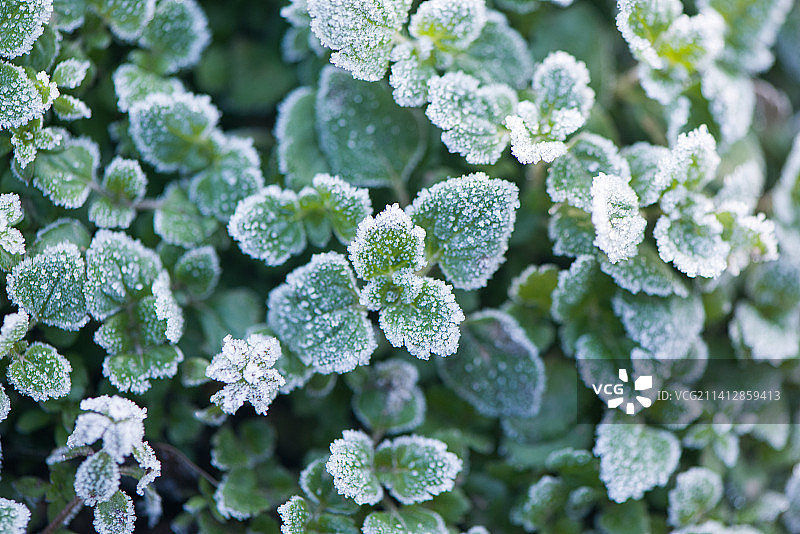 寒冷霜降节气，下霜的叶子图片素材