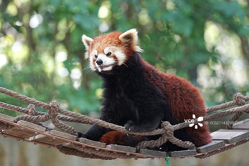 小熊猫图片素材