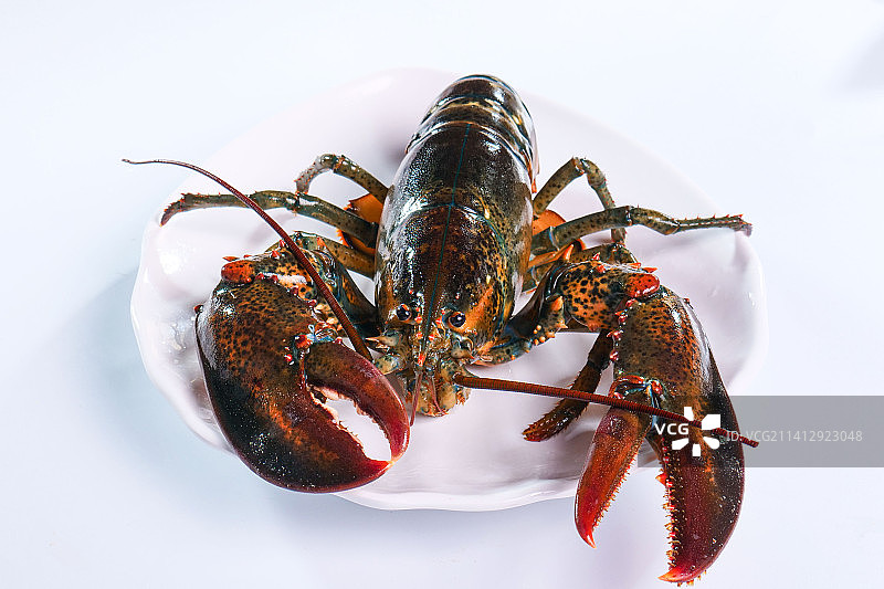 海鲜龙虾海产美食活体鲜美图片素材