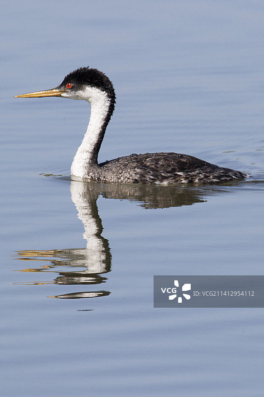 带有倒影的西部鸊鷉游泳图片素材
