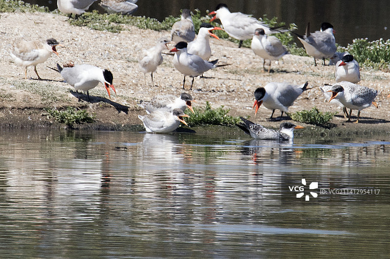 里海燕鸥亲鸟和幼鸟鸣叫图片素材