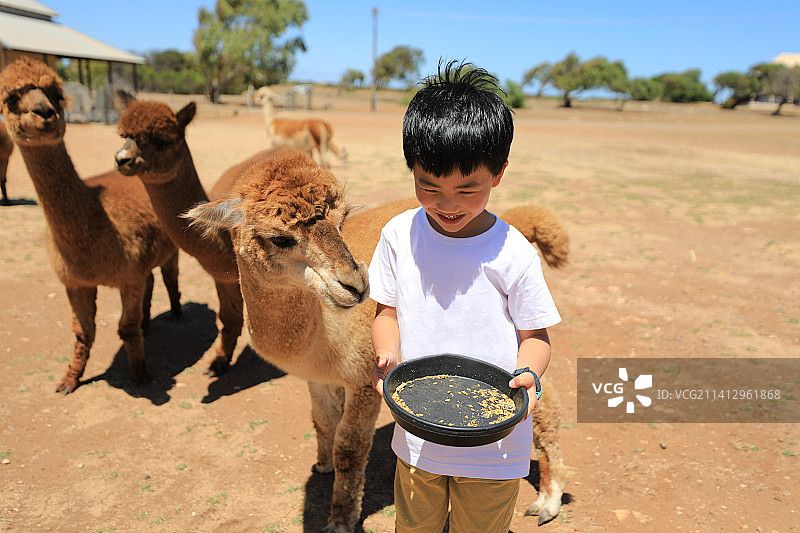 喂羊驼的中国小男孩图片素材