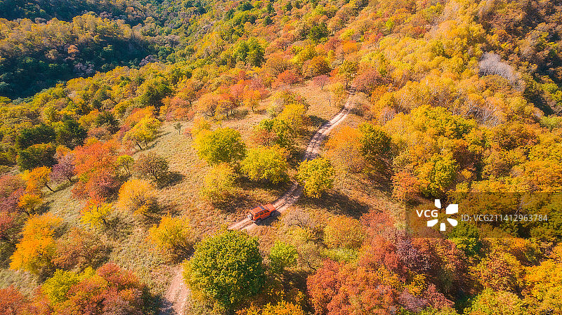 航拍陕北秋色白桦林图片素材