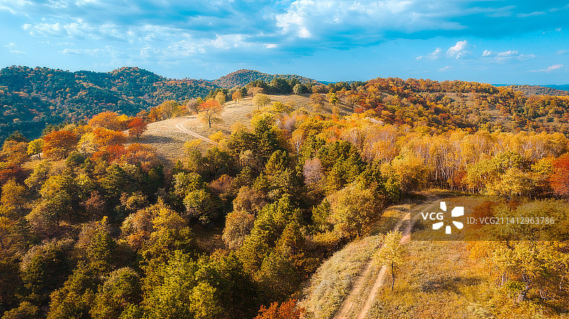 航拍陕北秋色白桦林图片素材