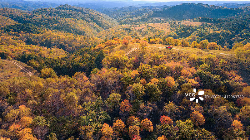 航拍陕北秋色白桦林图片素材