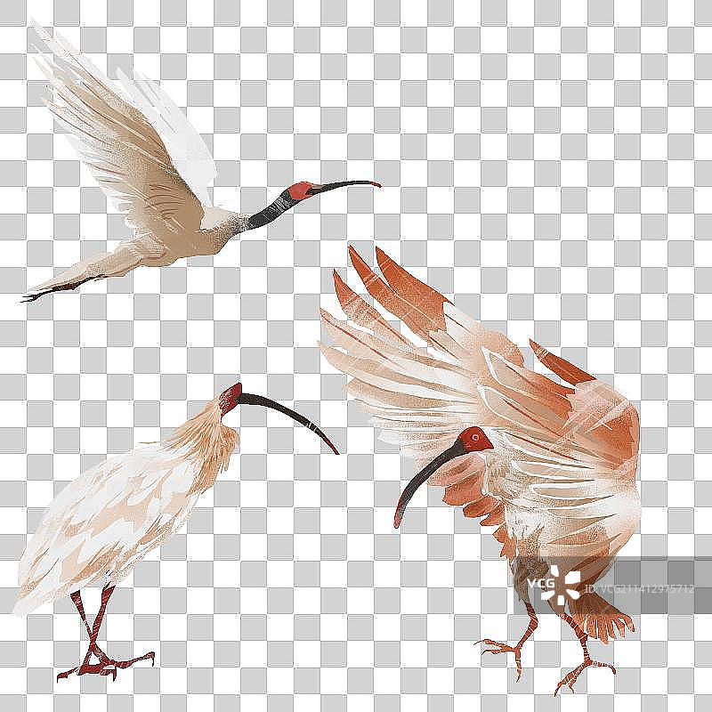 朱鹮插画元素图片素材