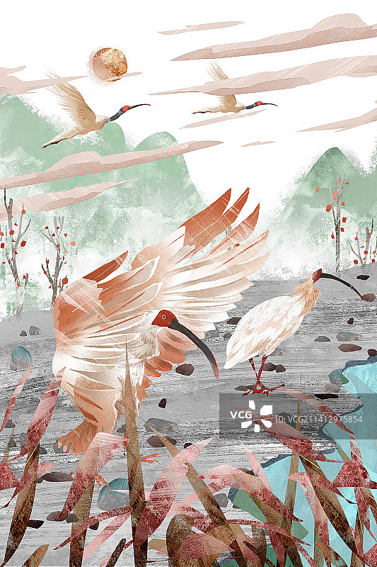 朱鹮朱鹭插画图片素材