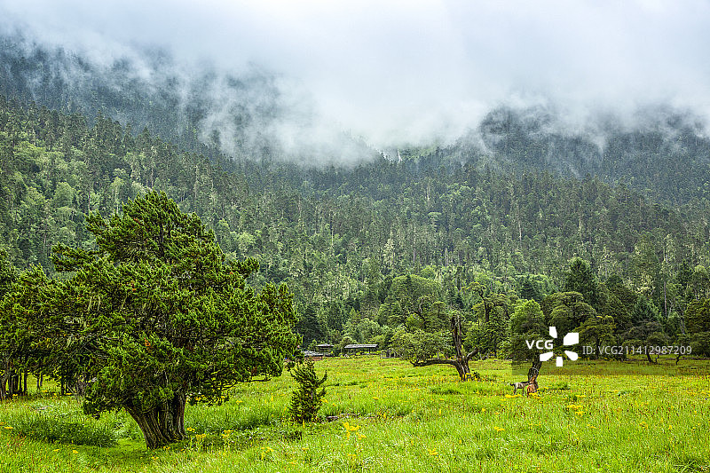 藏地药王谷  林芝南伊沟图片素材