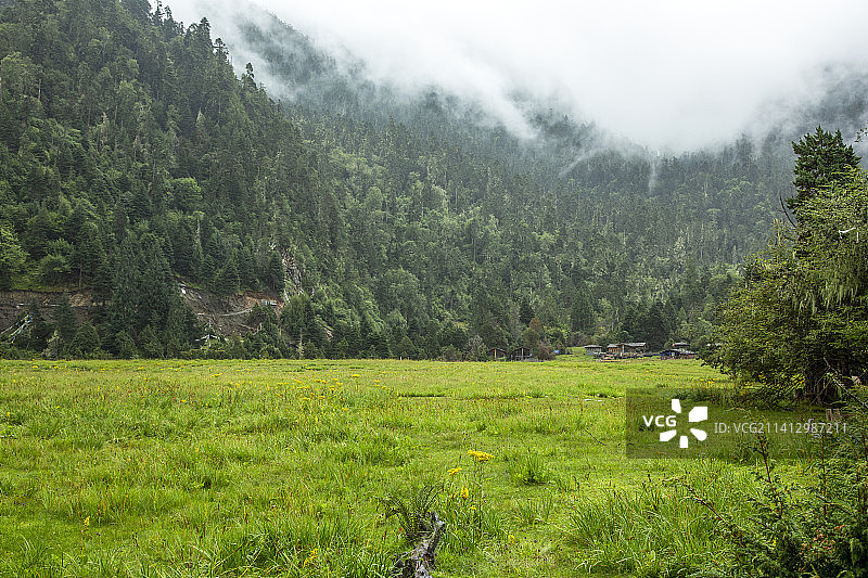 藏地药王谷  林芝南伊沟图片素材