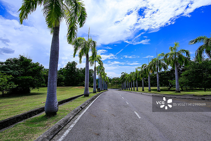 马来西亚沙巴大学清真建筑和椰子树图片素材