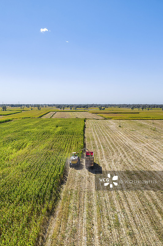 内蒙古呼和浩特市秋天里收割机收割用于青贮的玉米作业航拍图片素材