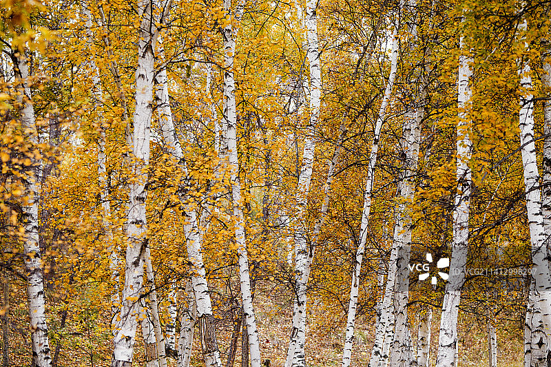 白桦林图片素材