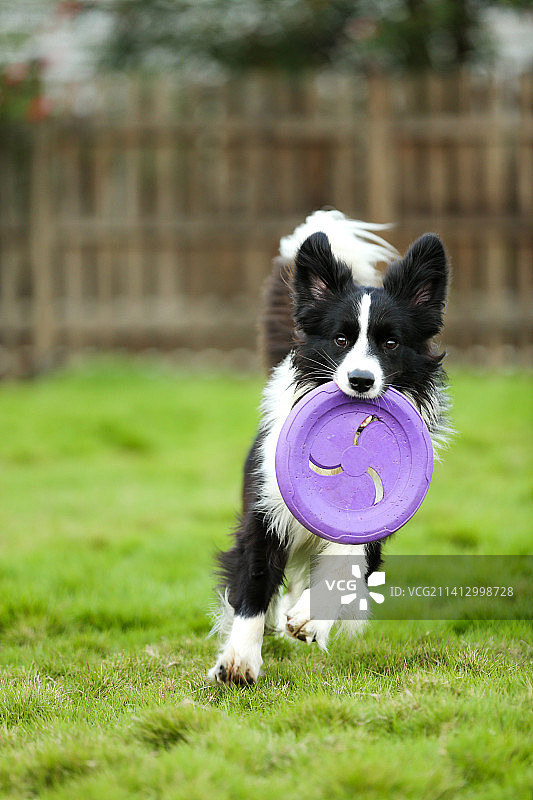 狗子边牧家狗边境牧羊犬宠物狗图片素材