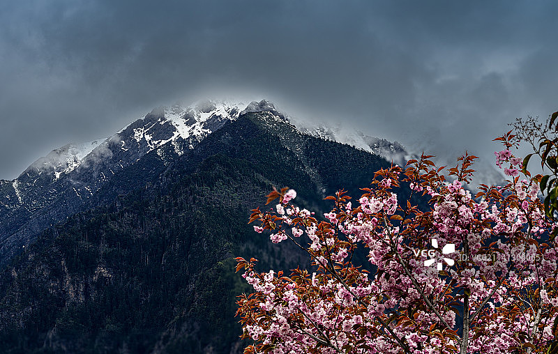 雪山下盛开的花朵图片素材